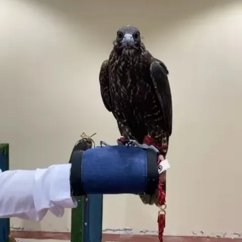 A near-black gyrfalcon on a blue glove