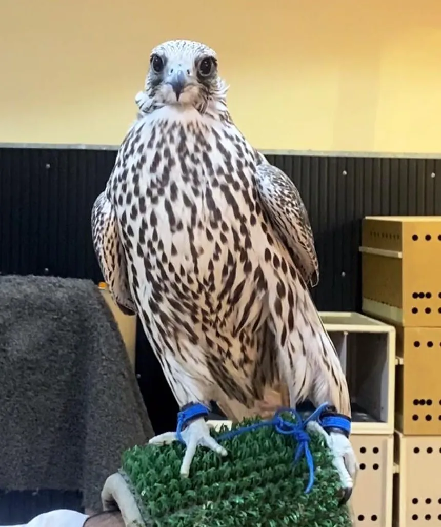 A heavily barred male gyr on a glove perch
