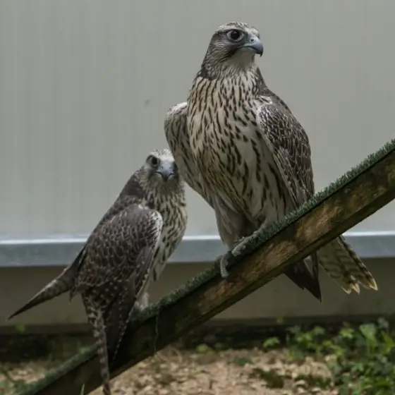 Two gyrs side by side on a slanted perch