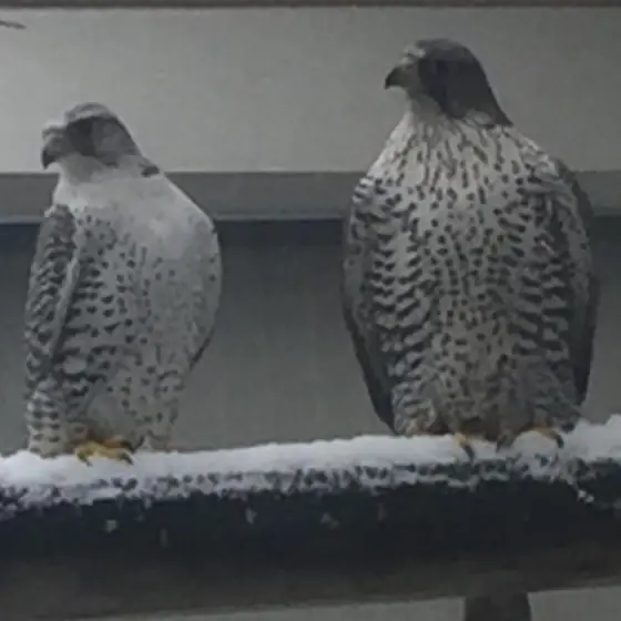 Two silver gyrs on a snowy perch