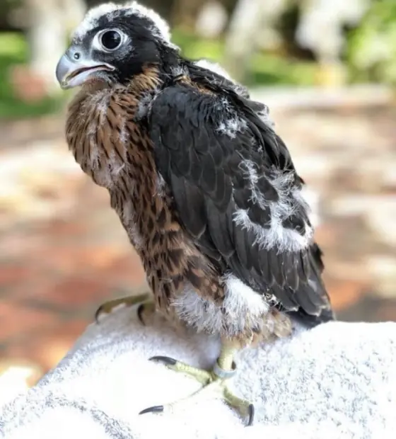 A young falcon still in patches of down, on a glove