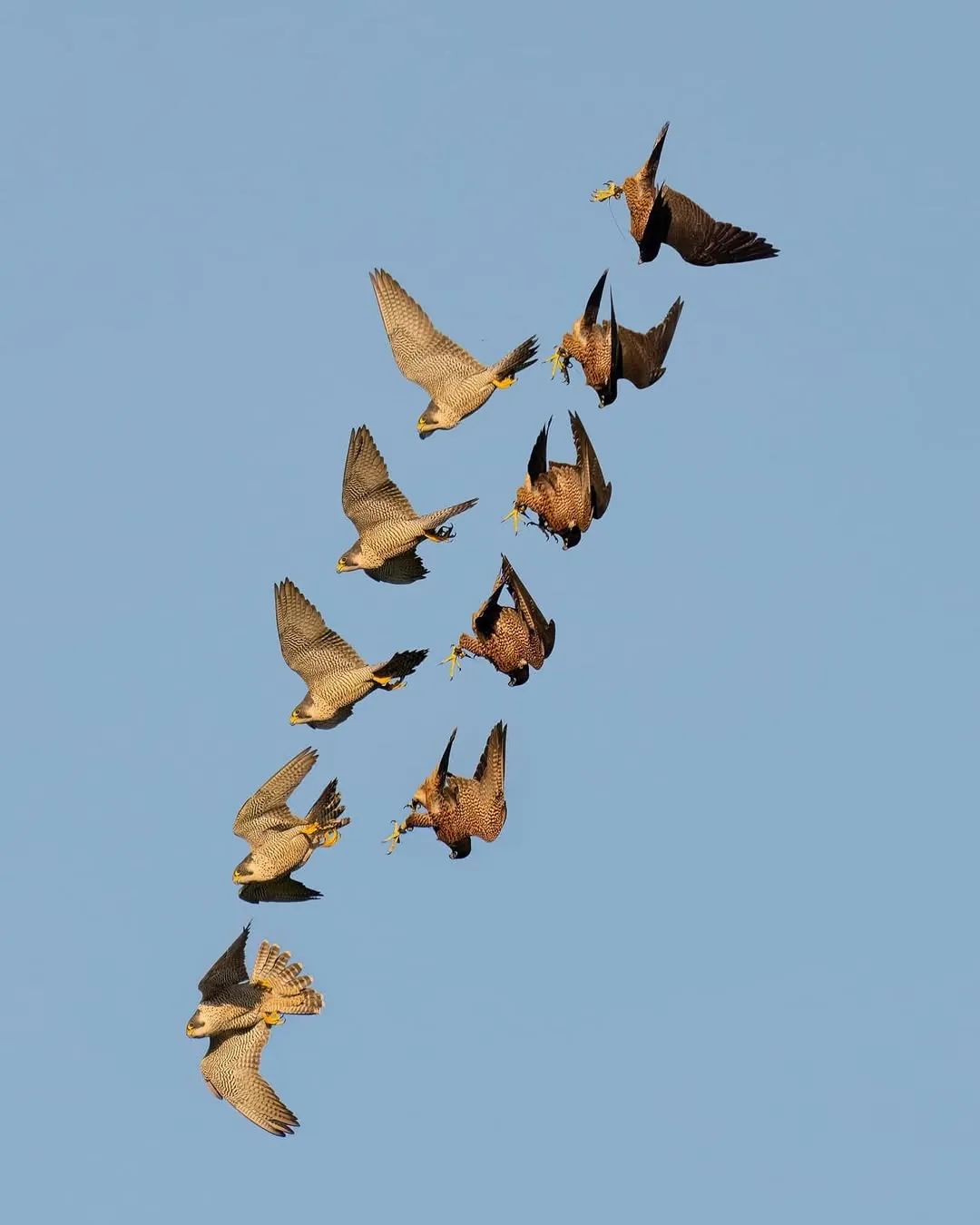 A multiple-exposure sequence of a falcon twisting and stooping against blue sky