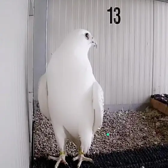 A pure white gyrfalcon in breeding chamber number 13