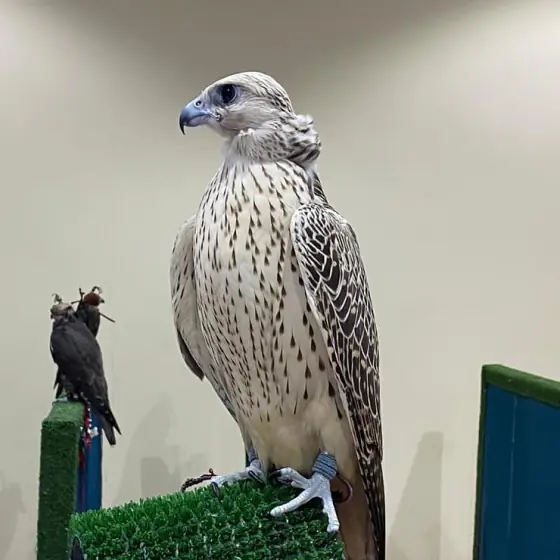 A white gyr on a block perch, a hooded falcon beside it